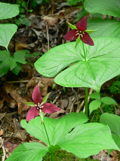 Trillium on the Mineral Springs Train