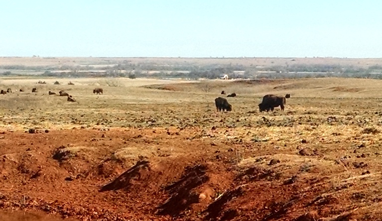 Buffalo in Foss State Park