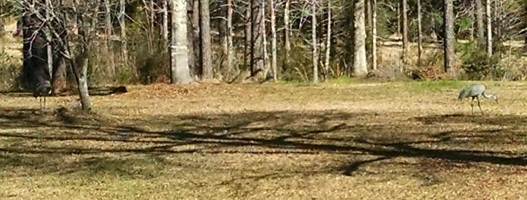 Two Percent of the Entire Population of Mississippi Sandhill Cranes