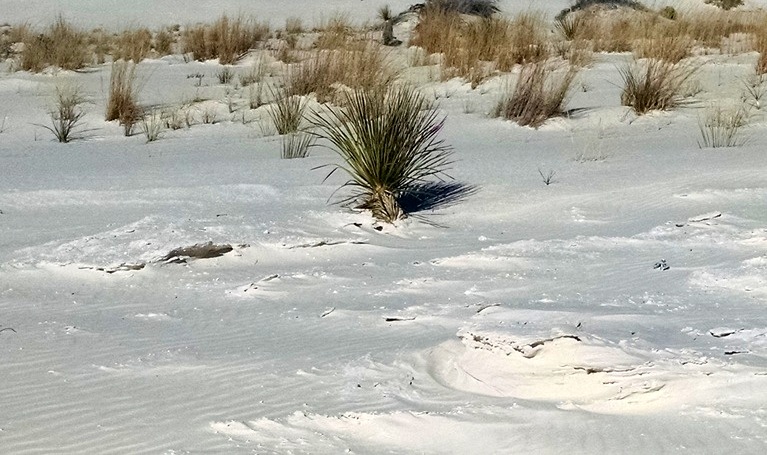 Crust On Top of Gypsum