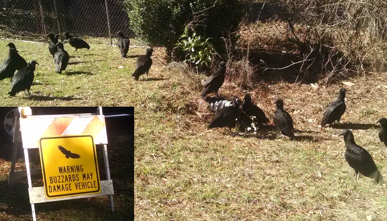 Black Vultures at Coe Landing