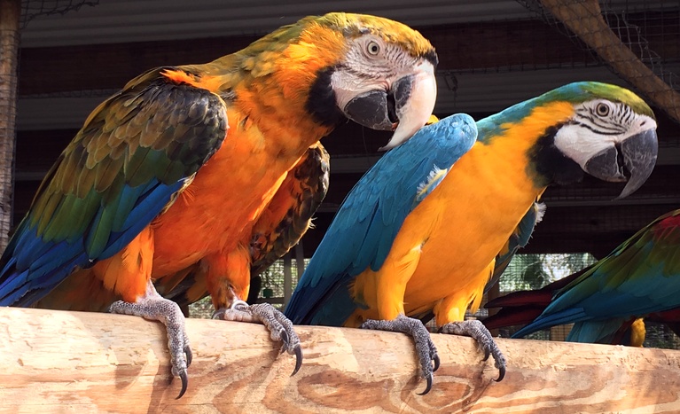 Bird Gardens of Naples