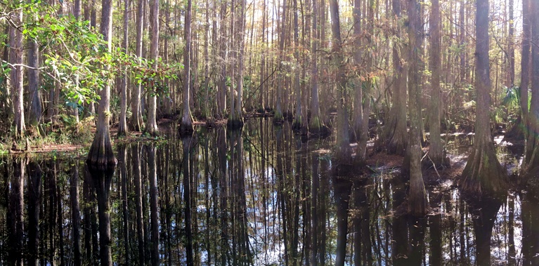 Cypress Swamp