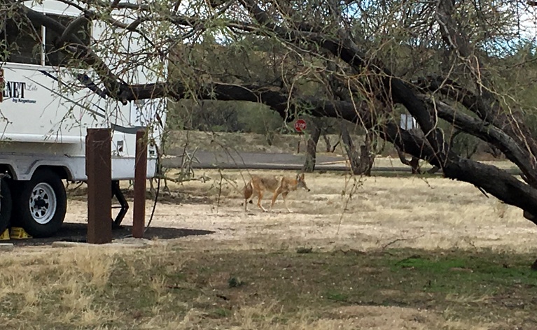 Coyote hunting ground squirrels behind our campsite