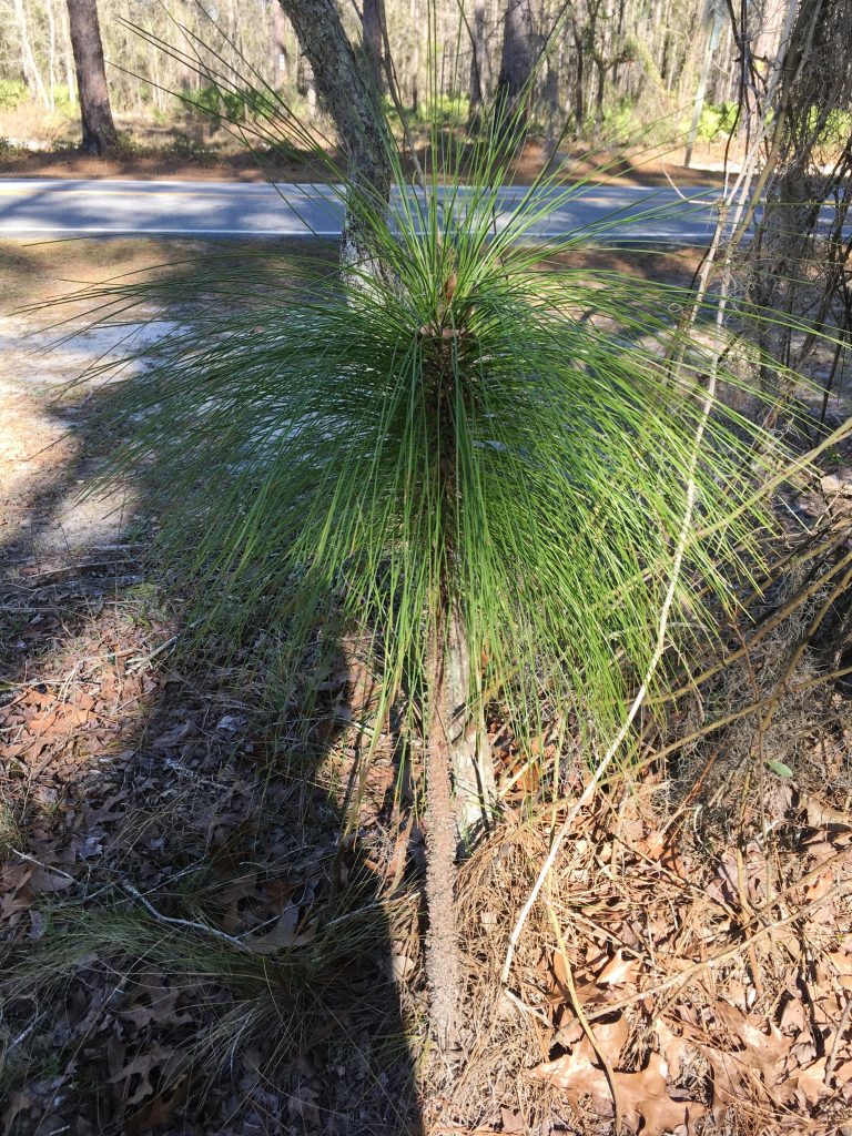 "Baby" Long Leaf Pine