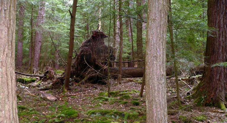 Fallen Tree on Longfellow Trail