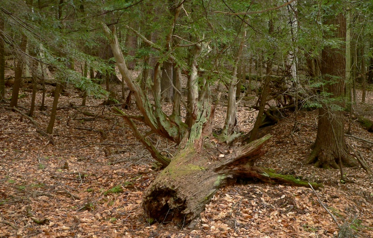 Fallen Tree on Longfellow Trail