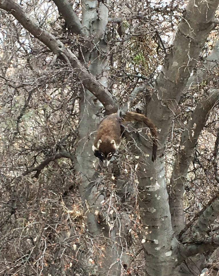 Coatimundi Near The Trailhead