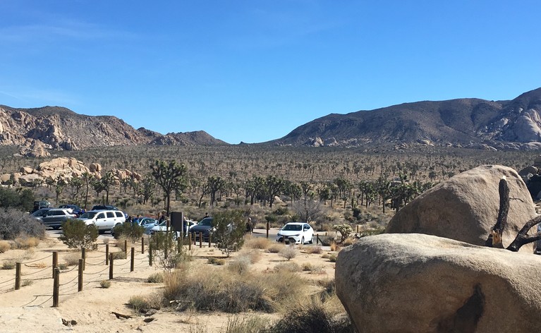 A Joshua Tree Forest!