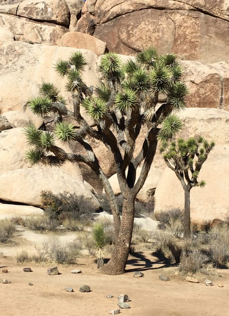 Exhibition Quality Joshua Tree