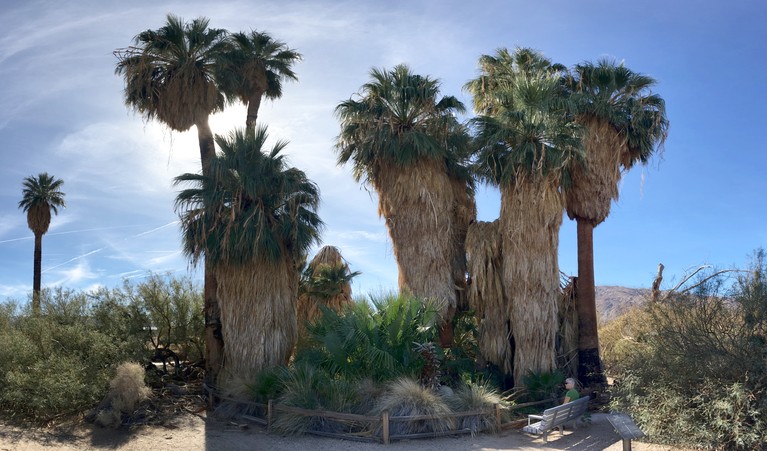 Oasis of Mara in Twentynine Palms