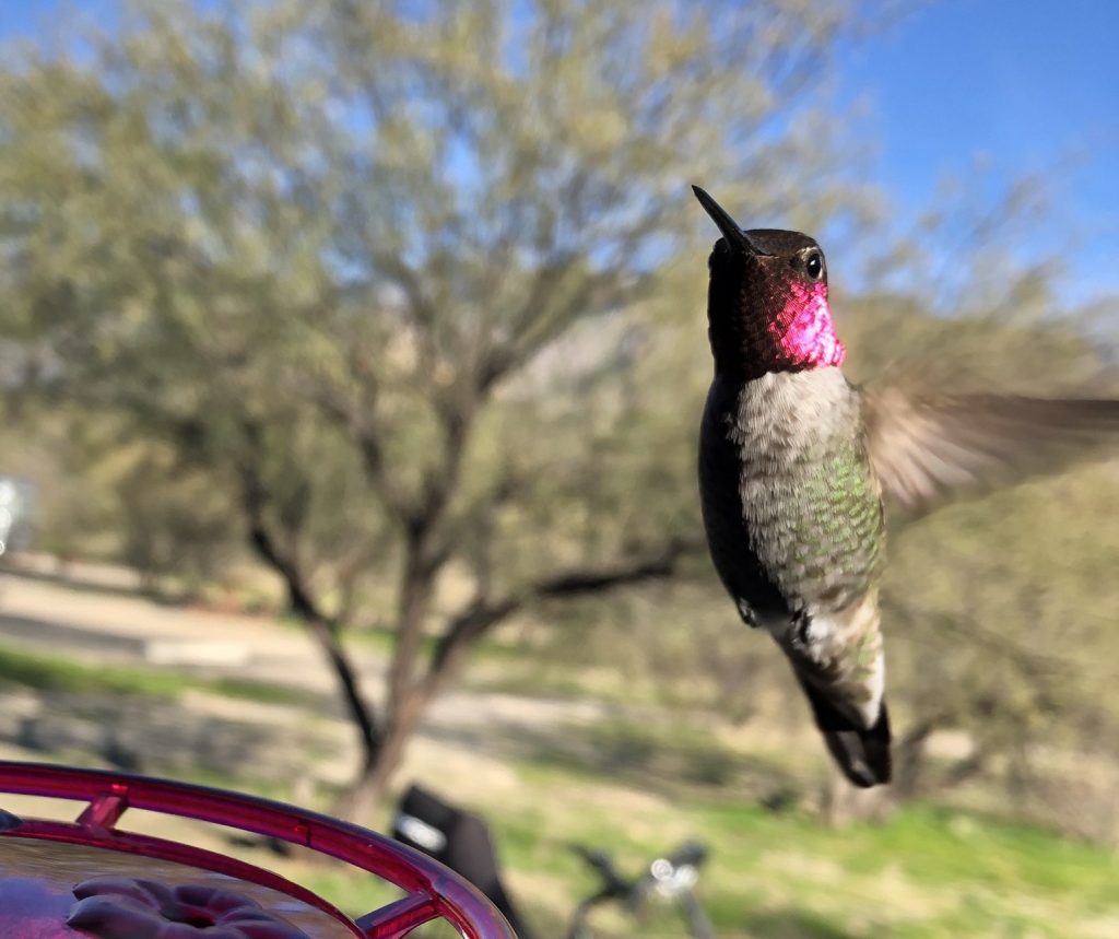 Male Anna's Hummingbird Between Drinks
