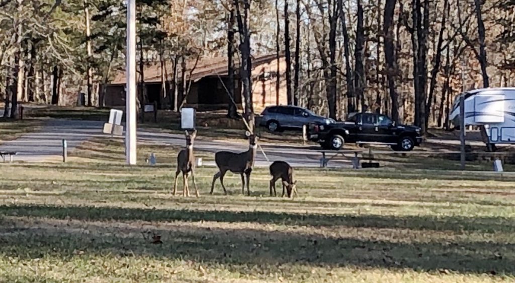 Deer at Harrison Bay State Park