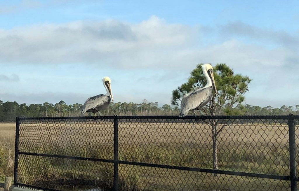 The Early Pelican Gets The Fish