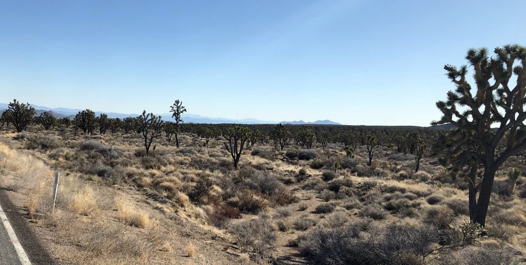 A Forest of Joshua Trees