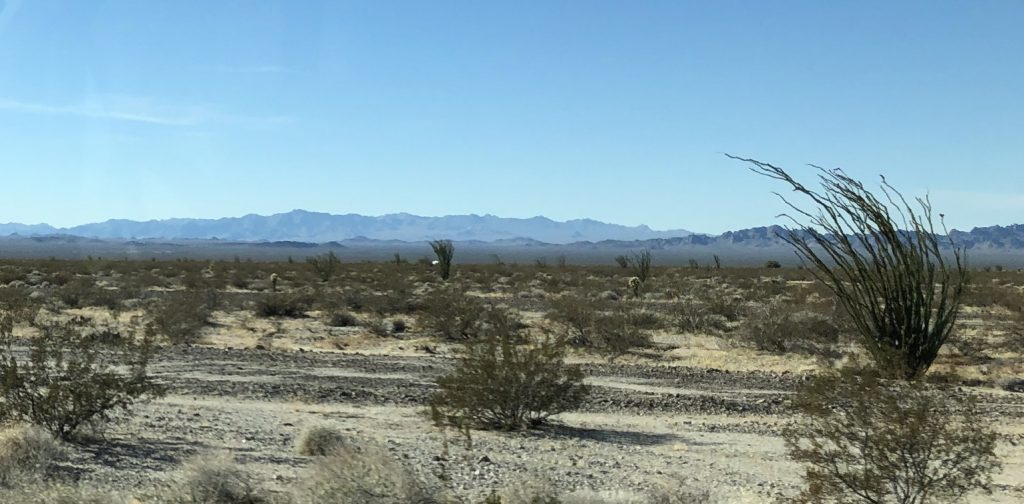 A Forest of Ocotillo