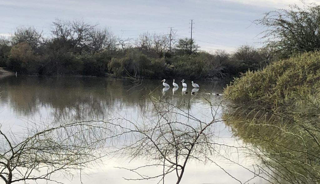 Four Pelicans, Riparian Preserve at Water Ranch